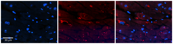 TGFB3 Rabbit Polyclonal Antibody