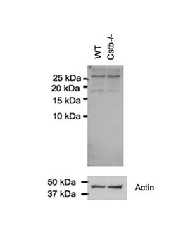 CSTB Rabbit Polyclonal Antibody