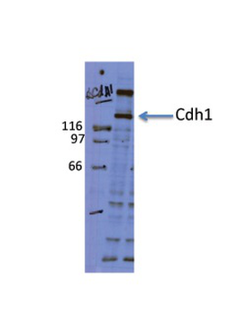 CDH1 Rabbit Polyclonal Antibody