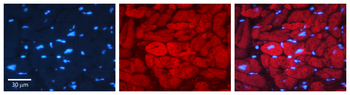 USP8 Rabbit Polyclonal Antibody