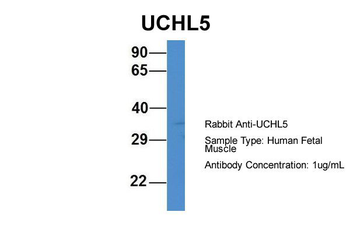 UCHL5 Rabbit Polyclonal Antibody