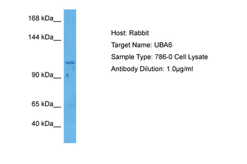 UBA6 Rabbit Polyclonal Antibody