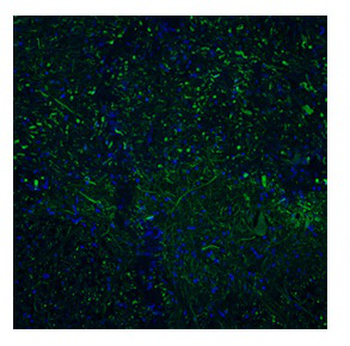 TAAR5 Rabbit Polyclonal Antibody