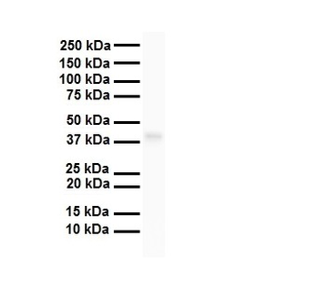 TAAR5 Rabbit Polyclonal Antibody