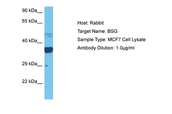 BSG Rabbit Polyclonal Antibody