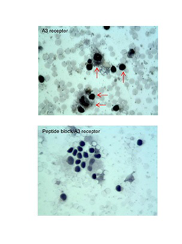 ADORA3 Rabbit Polyclonal Antibody