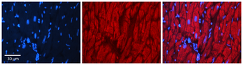 AKR1C1 Rabbit Polyclonal Antibody