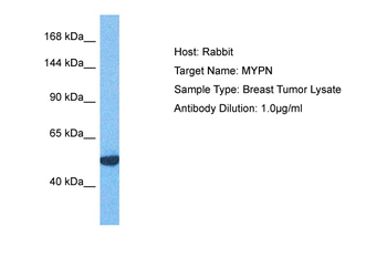 MYPN Rabbit Polyclonal Antibody