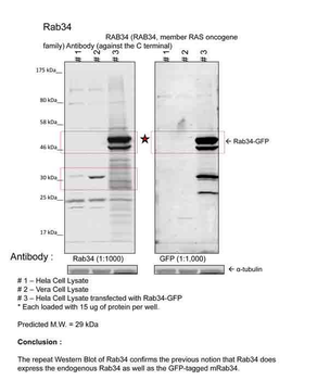 RAB34 Rabbit Polyclonal Antibody