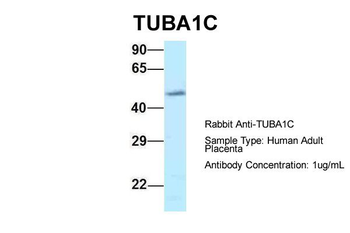 TUBA1C Rabbit Polyclonal Antibody