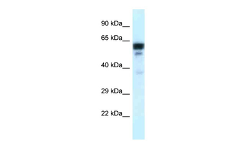 TUBA1C Rabbit Polyclonal Antibody