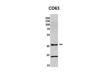 CD63 Rabbit Polyclonal Antibody