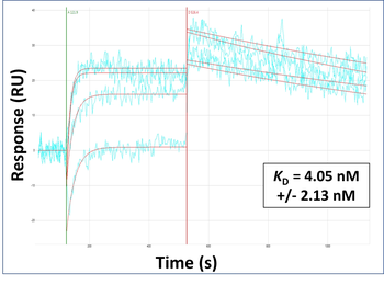 CD63 Rabbit Polyclonal Antibody