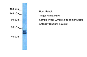 FBF1 Rabbit Polyclonal Antibody