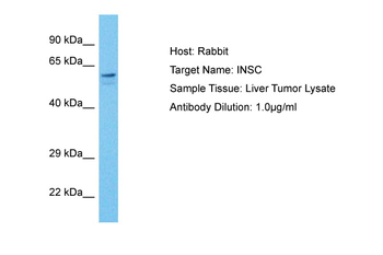 INSC Rabbit Polyclonal Antibody