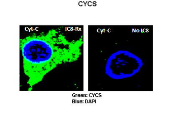 CYCS Rabbit Polyclonal Antibody