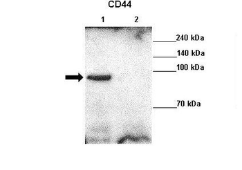 CD44 Rabbit Polyclonal Antibody