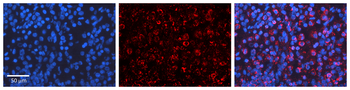 Hspd1 Rabbit Polyclonal Antibody