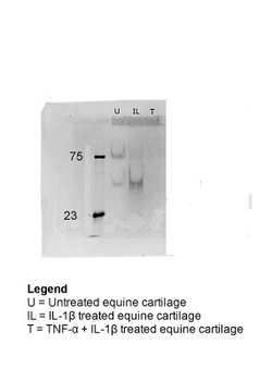 CLU Rabbit Polyclonal Antibody