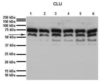 CLU Rabbit Polyclonal Antibody