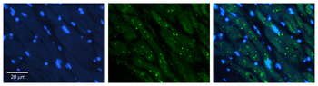 CLU Rabbit Polyclonal Antibody