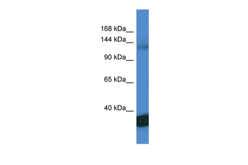 PPP1R12A Rabbit Polyclonal Antibody