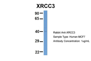 XRCC3 Rabbit Polyclonal Antibody