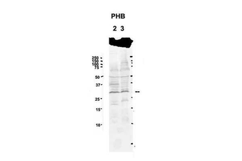 Phb Rabbit Polyclonal Antibody