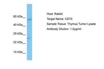 CD70 Rabbit Polyclonal Antibody