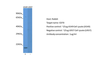 CD70 Rabbit Polyclonal Antibody