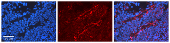 PTPN6 Rabbit Polyclonal Antibody