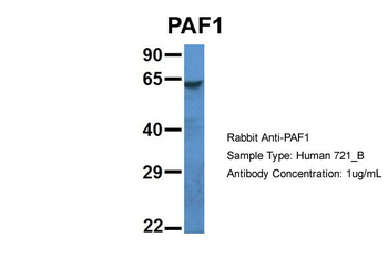 PAF1 Rabbit Polyclonal Antibody