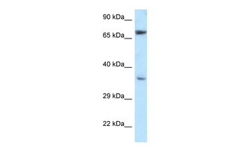 NXN Rabbit Polyclonal Antibody