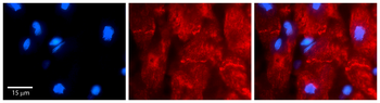 BAG6 Rabbit Polyclonal Antibody