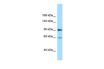 Epha4 Rabbit Polyclonal Antibody
