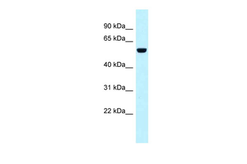 SNX4 Rabbit Polyclonal Antibody