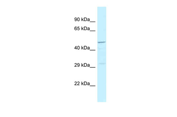 HRH3 Rabbit Polyclonal Antibody