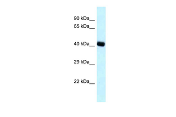 BCAT2 Rabbit Polyclonal Antibody