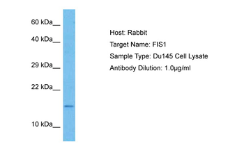 FIS1 Rabbit Polyclonal Antibody
