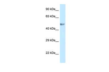 BZW1 Rabbit Polyclonal Antibody