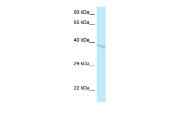 BZW1 Rabbit Polyclonal Antibody