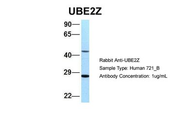 UBE2Z Rabbit Polyclonal Antibody