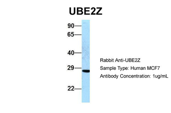 UBE2Z Rabbit Polyclonal Antibody