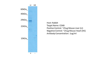CD68 Rabbit Polyclonal Antibody