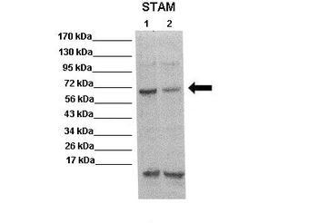 STAM Rabbit Polyclonal Antibody