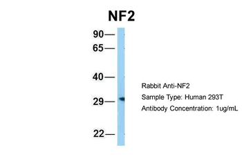 NF2 Rabbit Polyclonal Antibody