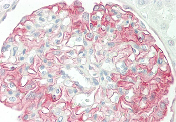 GALP Rabbit Polyclonal Antibody