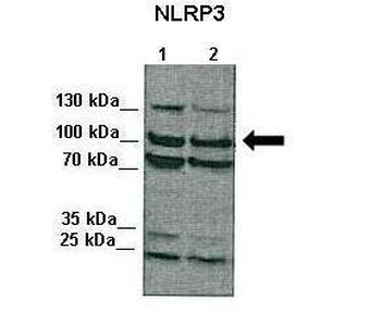 NLRP3 Rabbit Polyclonal Antibody