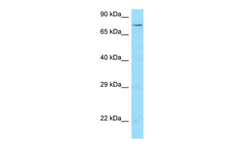 SCAI Rabbit Polyclonal Antibody