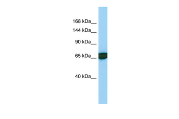 BCAR1 Rabbit Polyclonal Antibody